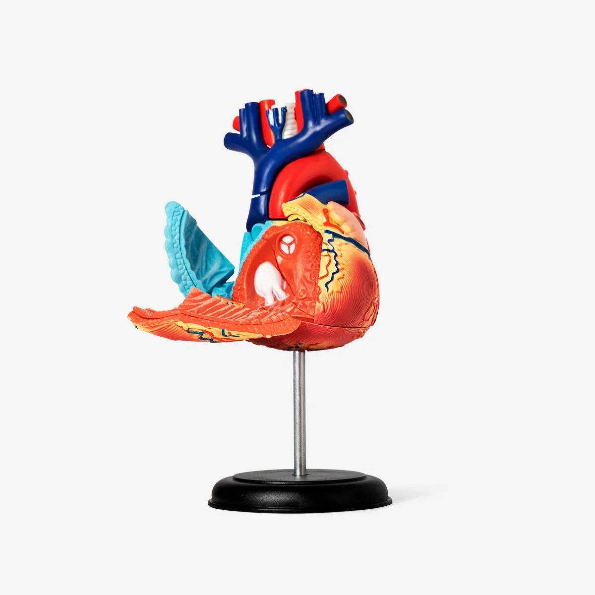 3D anatomic model. Heart - Image 3