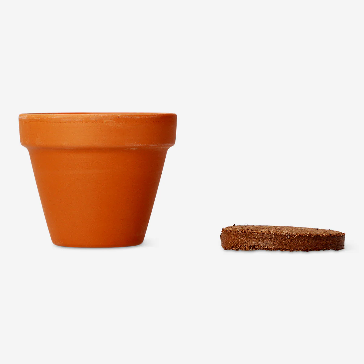 Grow kit - Banana plant - Image 2
