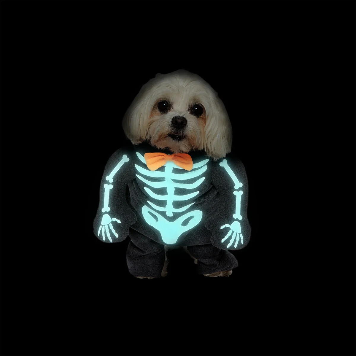 Pet costume - Glow in the dark skeleton - Image 3