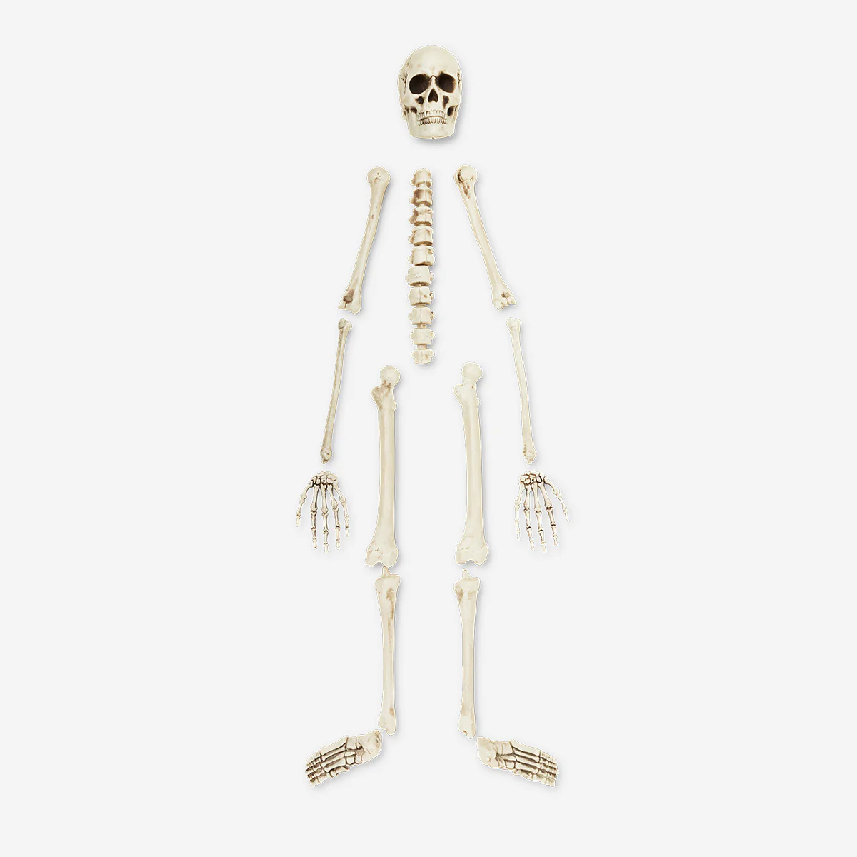 Skeleton bone set