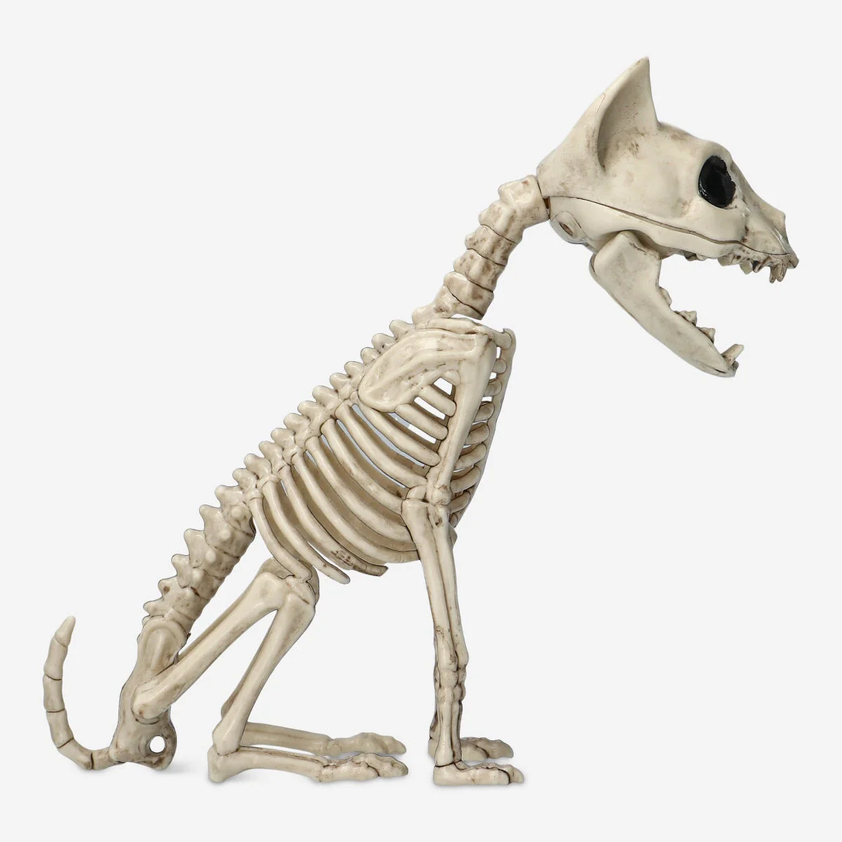 Skeleton cat - Image 2